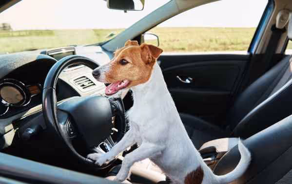 Hond op bestuurdersstoel