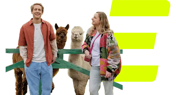 Stel bij twee alpacas
