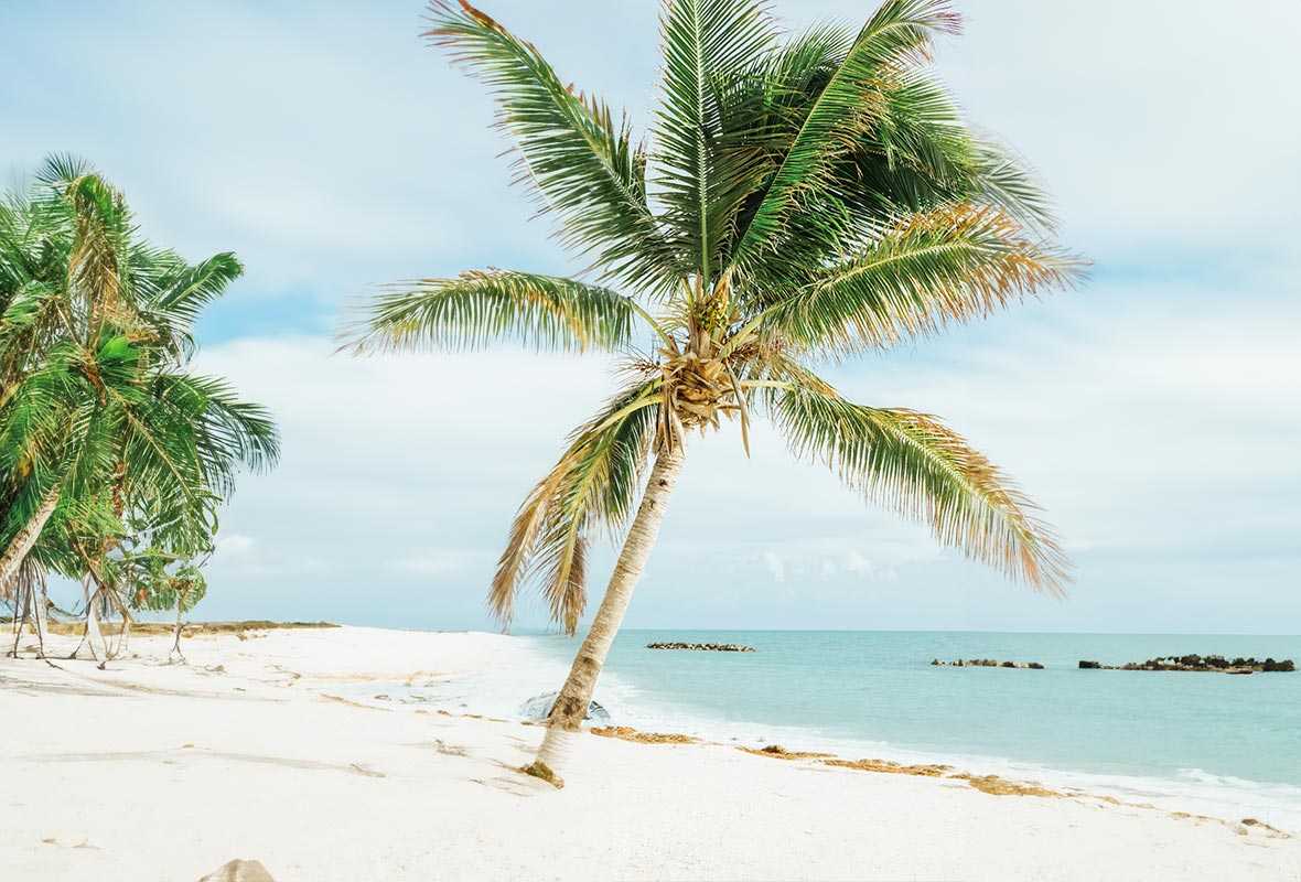 Palmboom op een strand - reisverzekering tips pagina